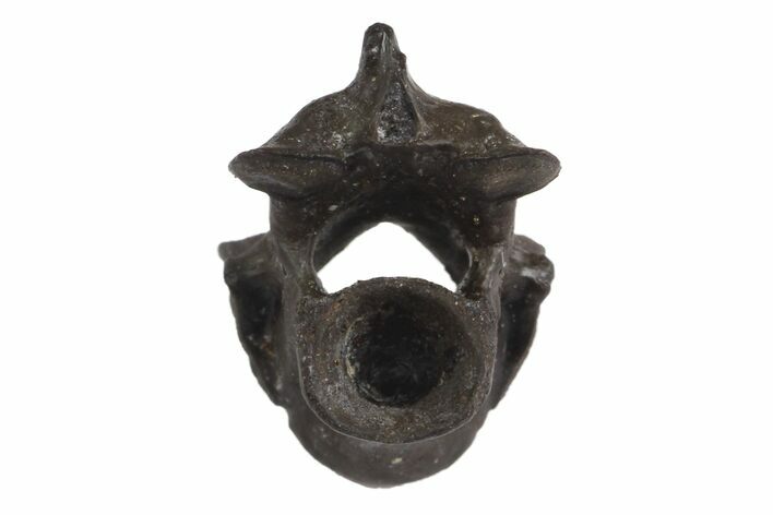 Permian Reptile Vertebra Fossil - Oklahoma #136364